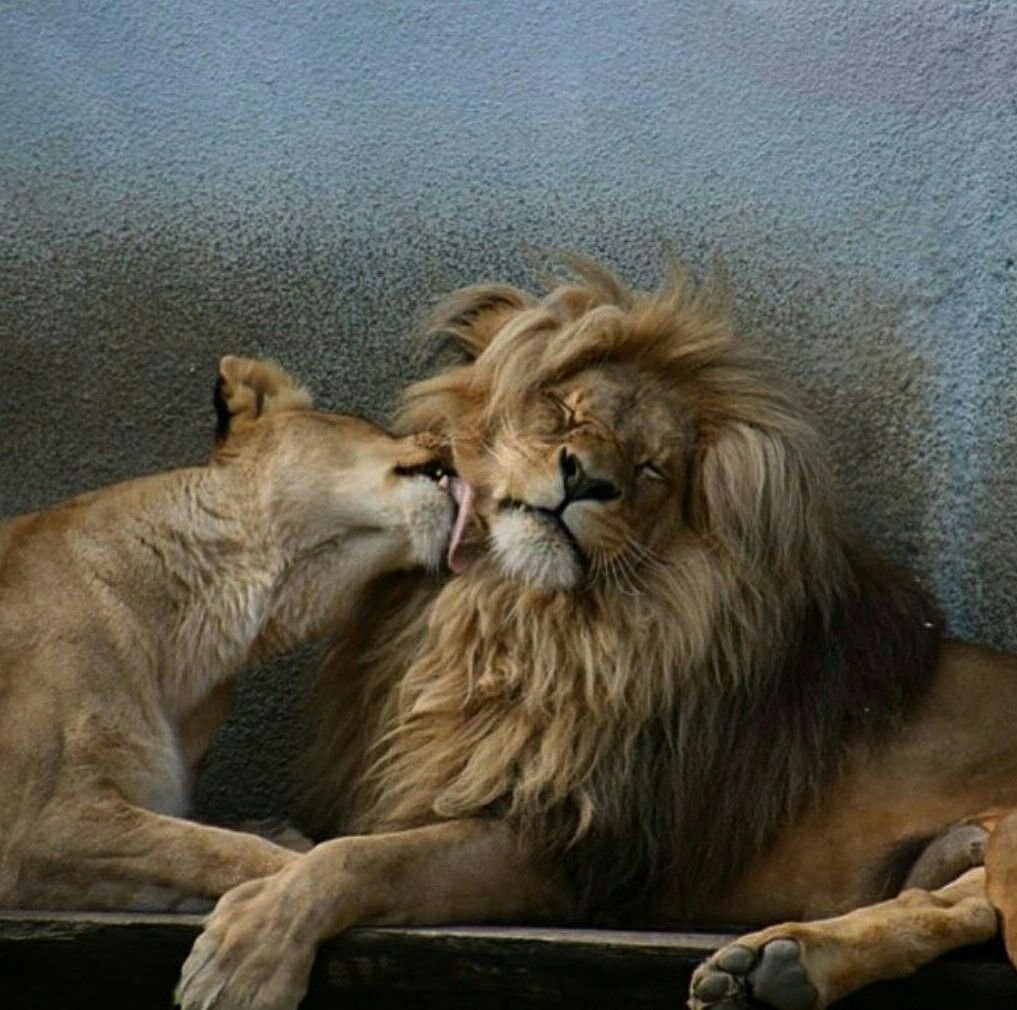 Лев ласкает львицу