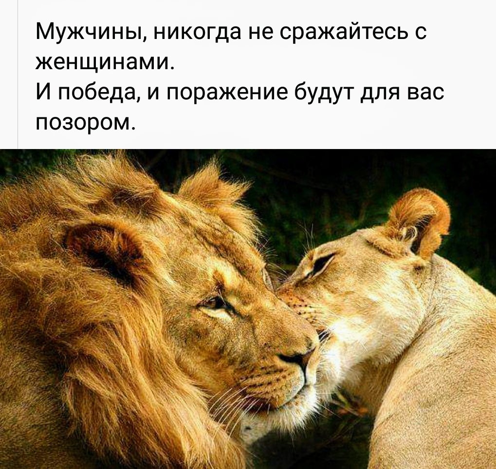 Лев и львица со смыслом