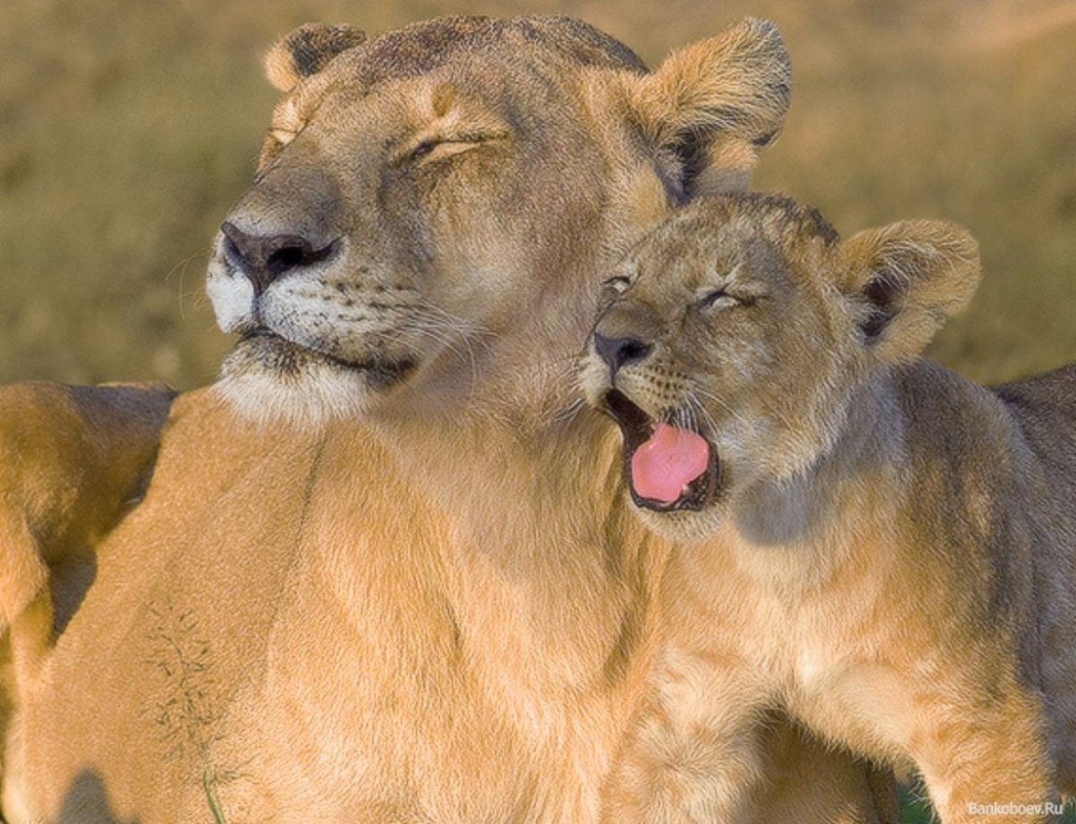 Львята любовь