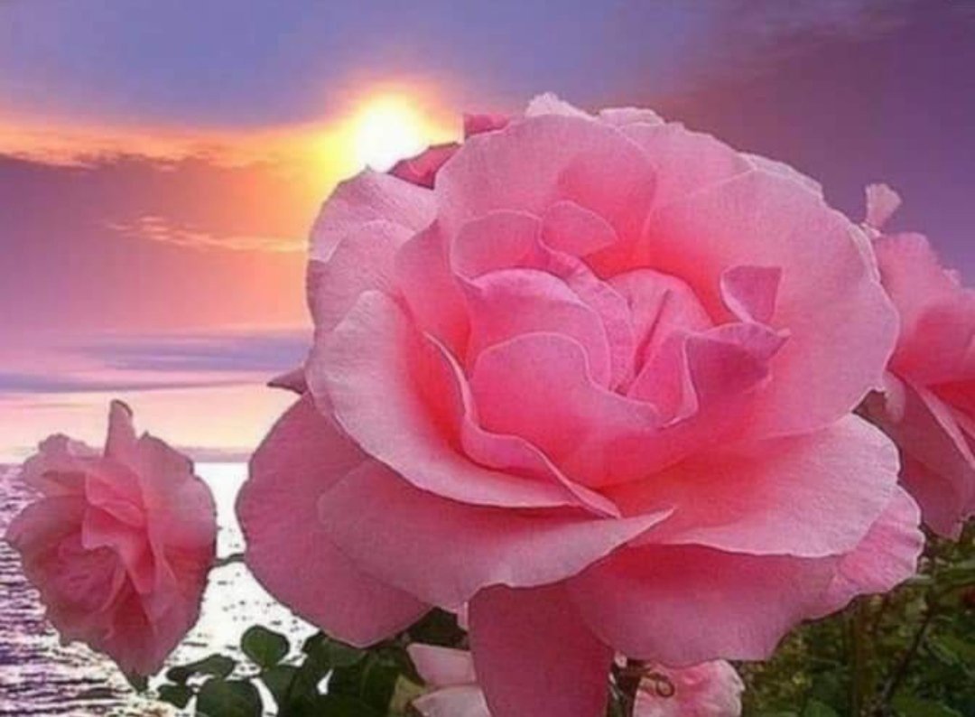 Розы на рассвете