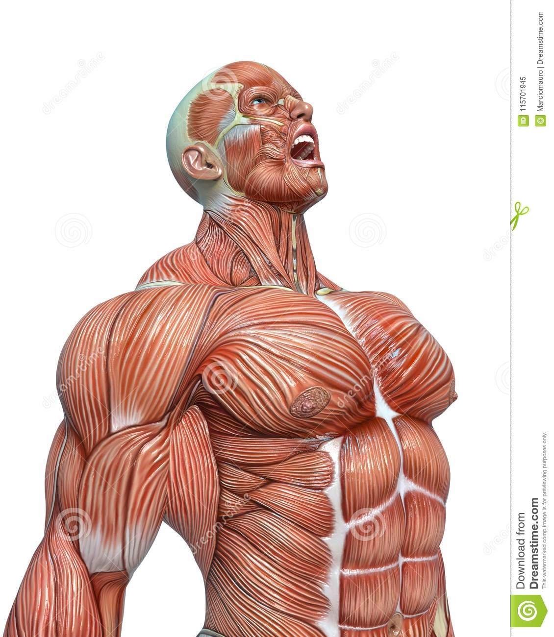 Качок анатомия