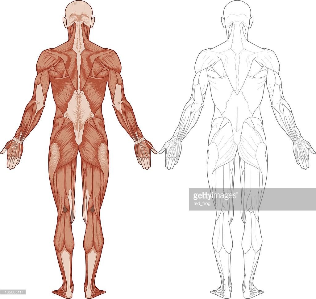 Силуэт человека мышцы