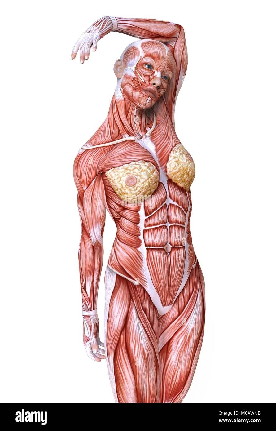 Мышцы женщины