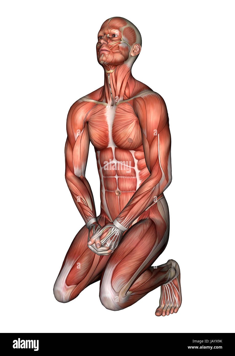 Рисунок мышцы от холода дрожат