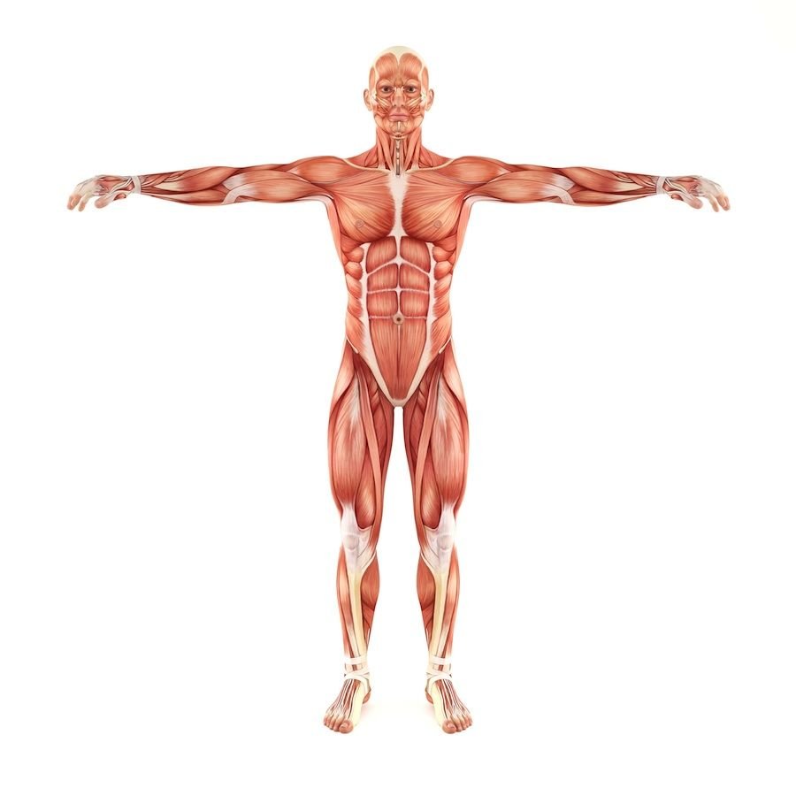 Мышечный скелет человека