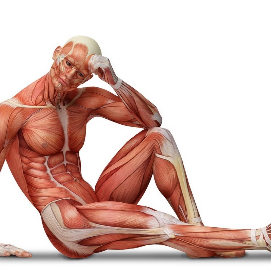 Мышечная система