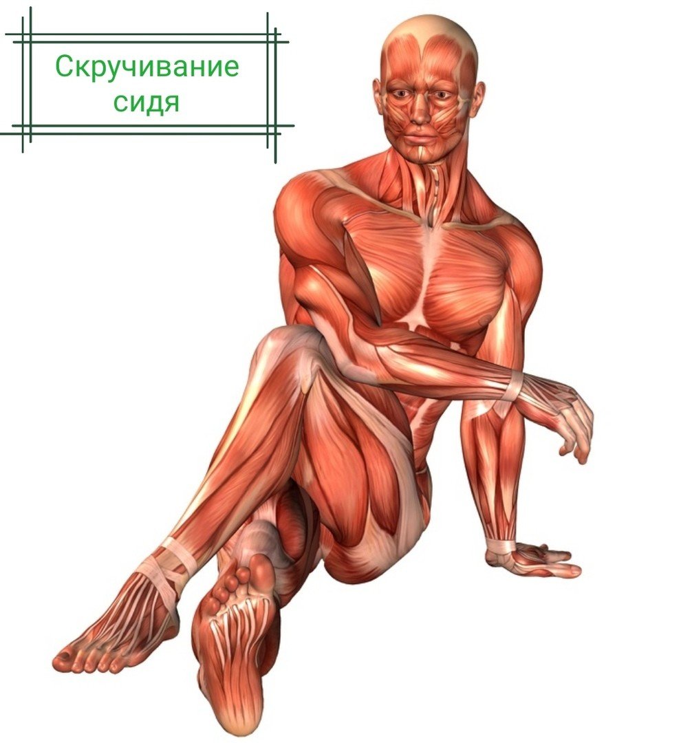 Тело женщины анатомия