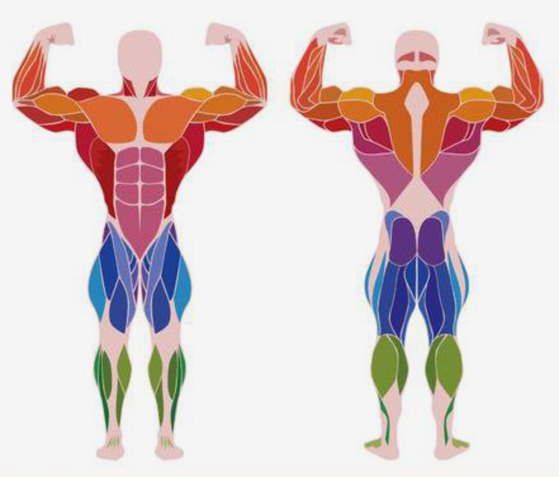 Мышцы человека цветные