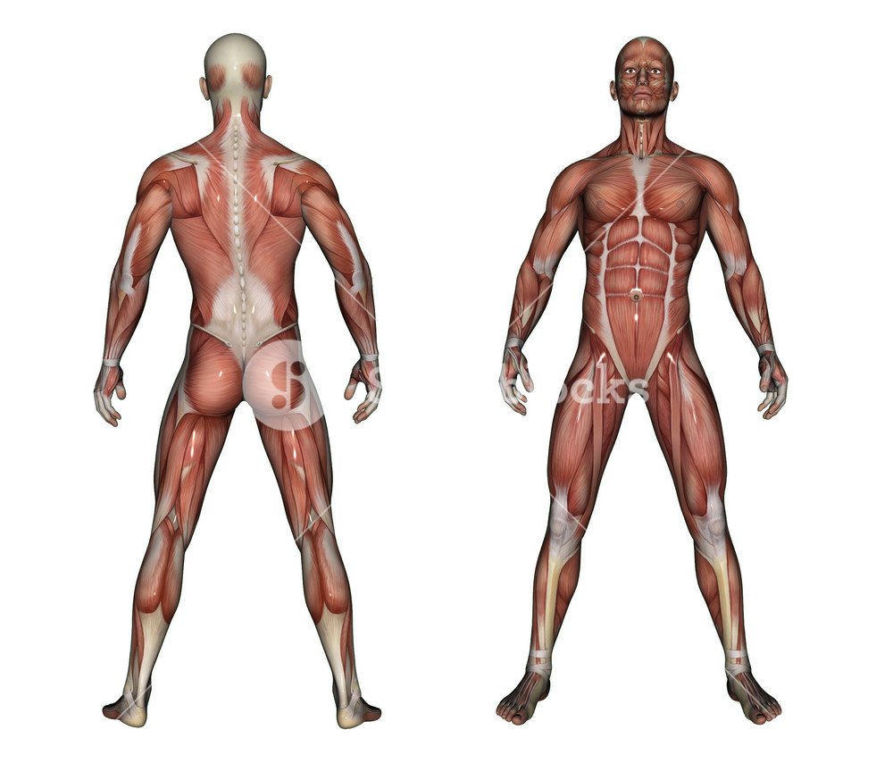 Скрученные мышцы