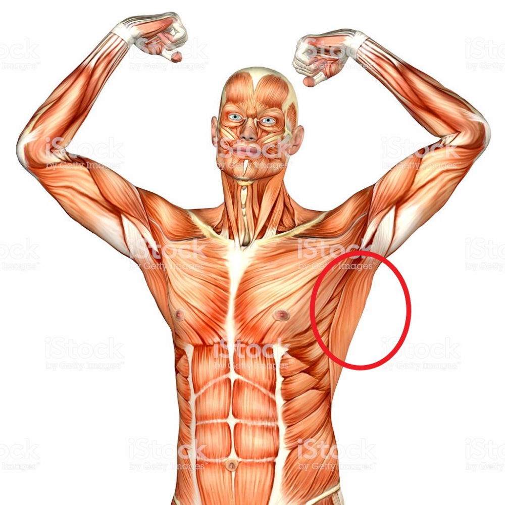 Тело женщины анатомия