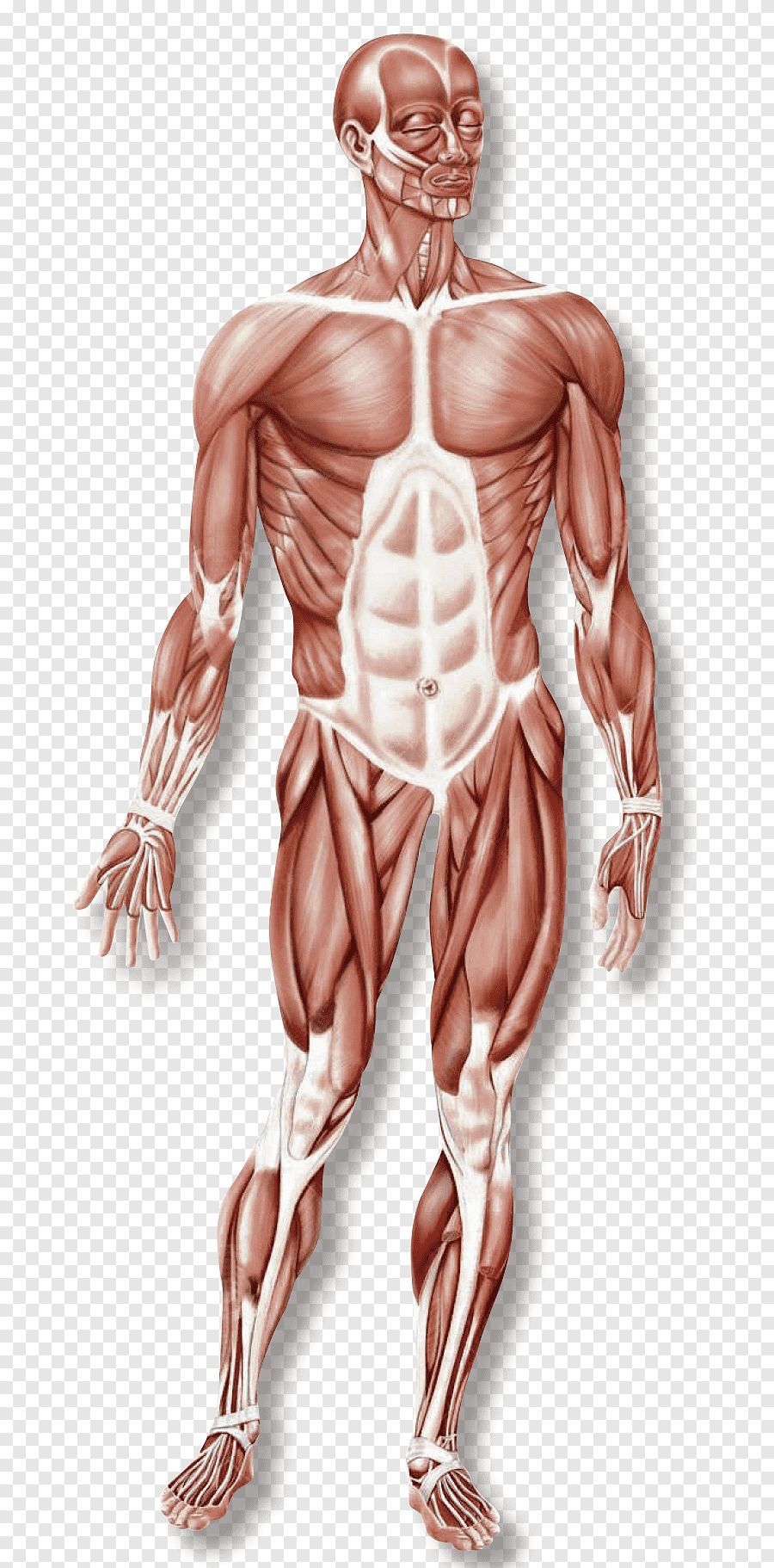 Мышцы человека арт