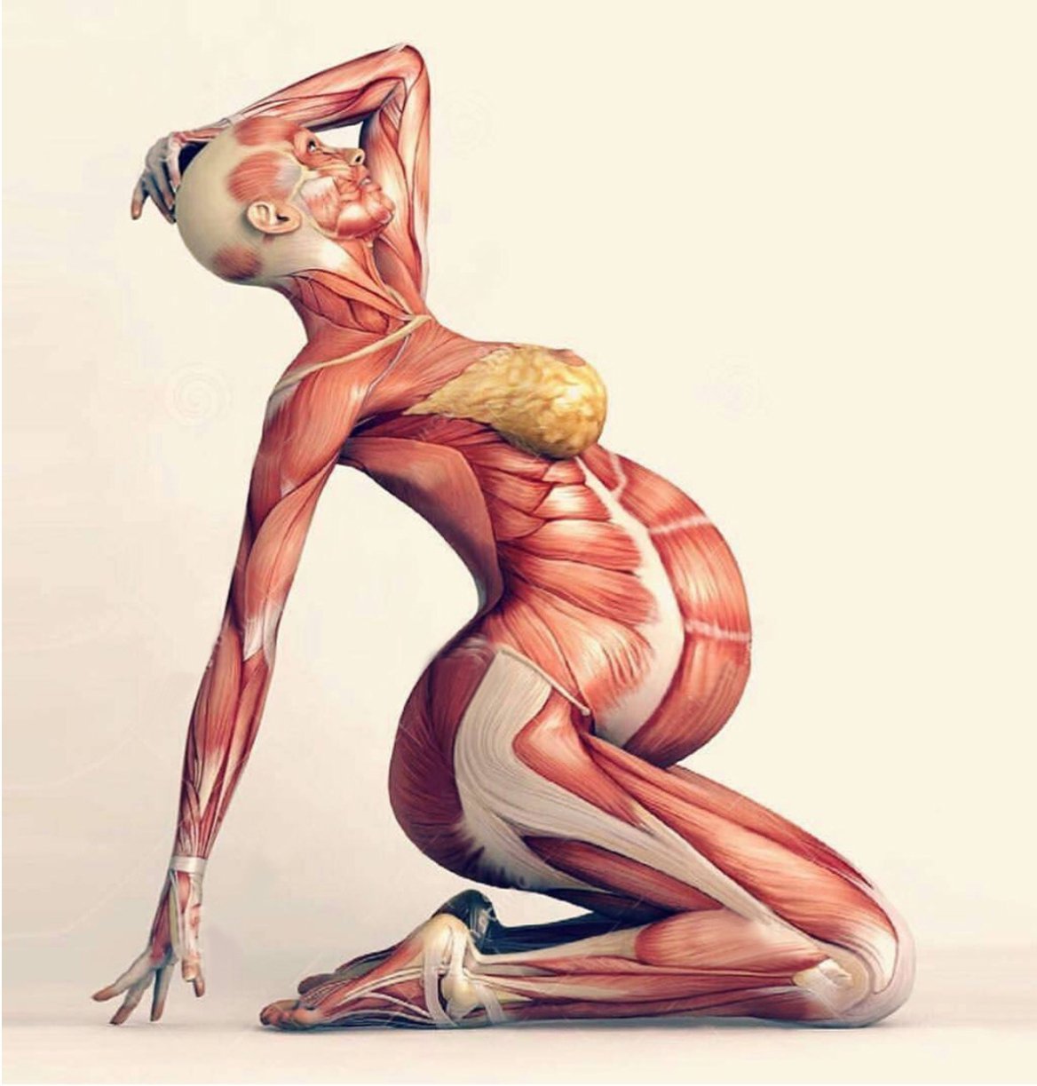 Мышцы человека вектор