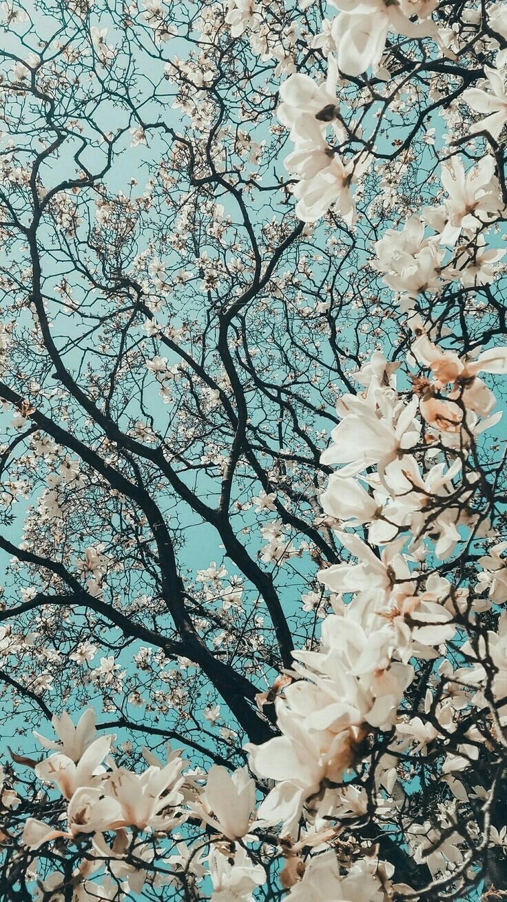 Черри блоссом Эстетика