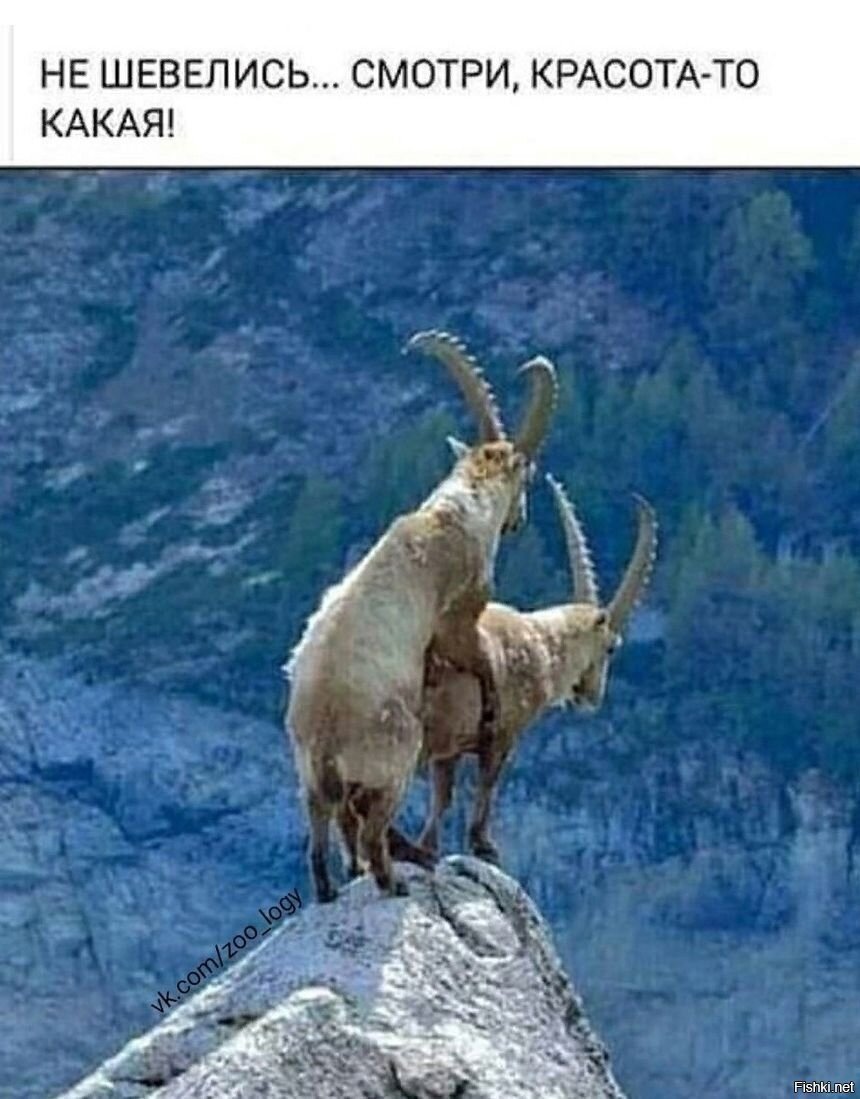 Коза прикол