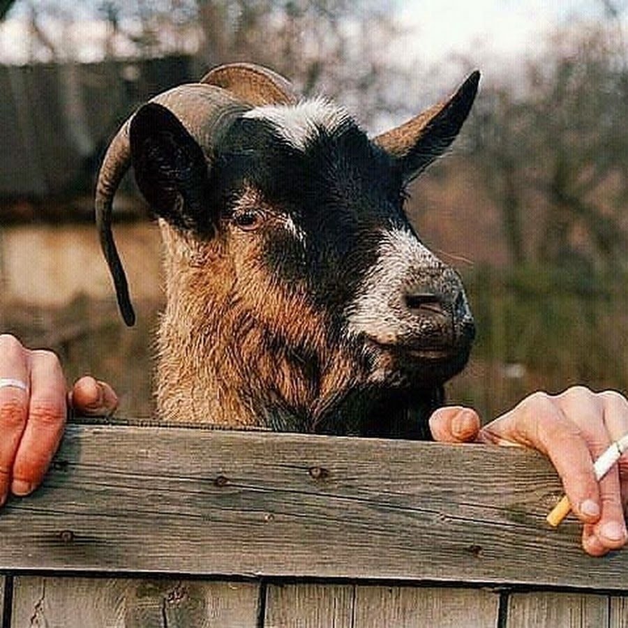 Фон с лисами