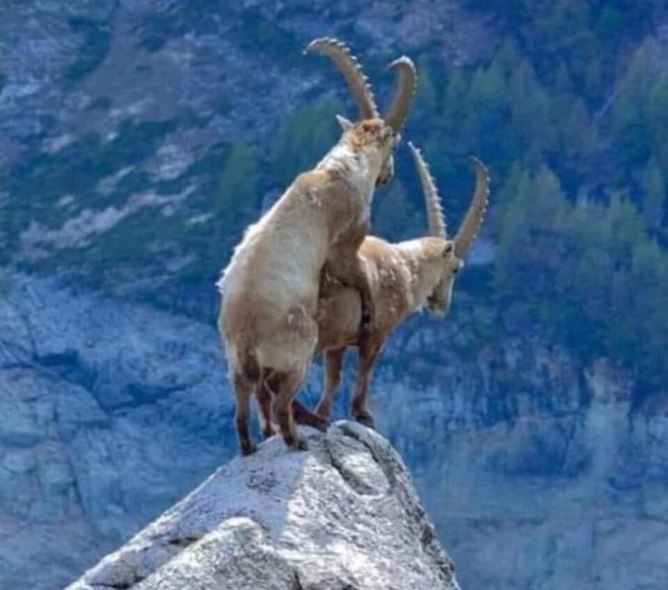 Пусть коза зато любимая