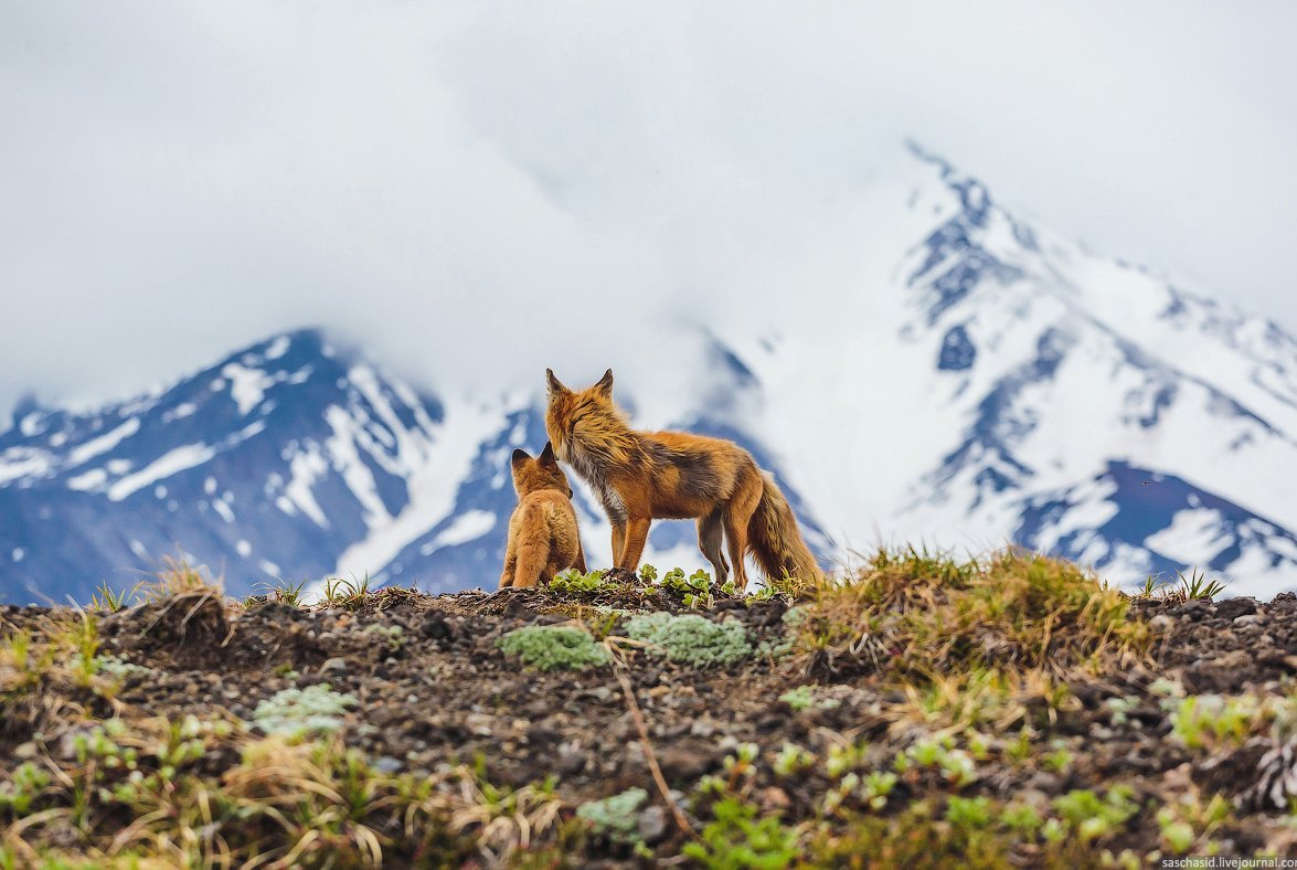 Феникс Фокс арт