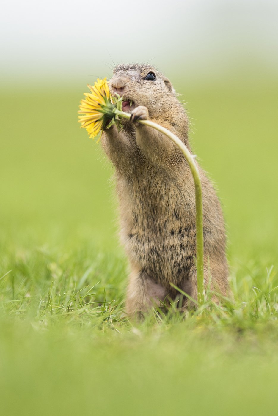Левобережный малый суслик