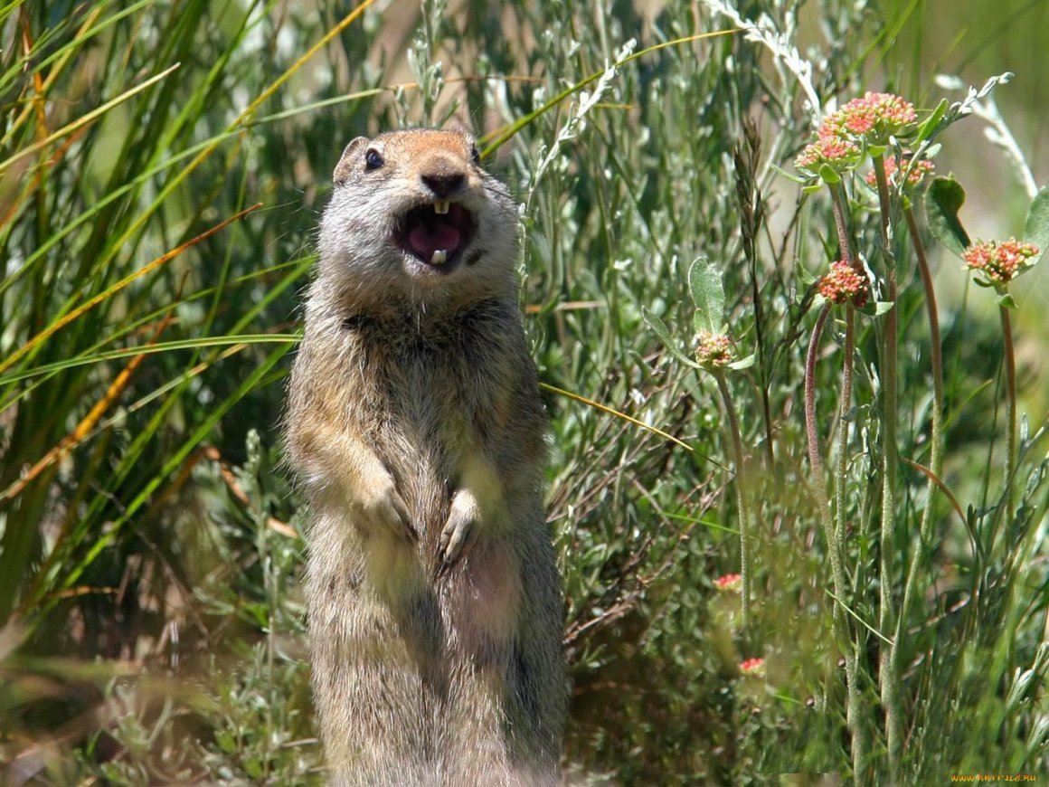 Мечта карикатура