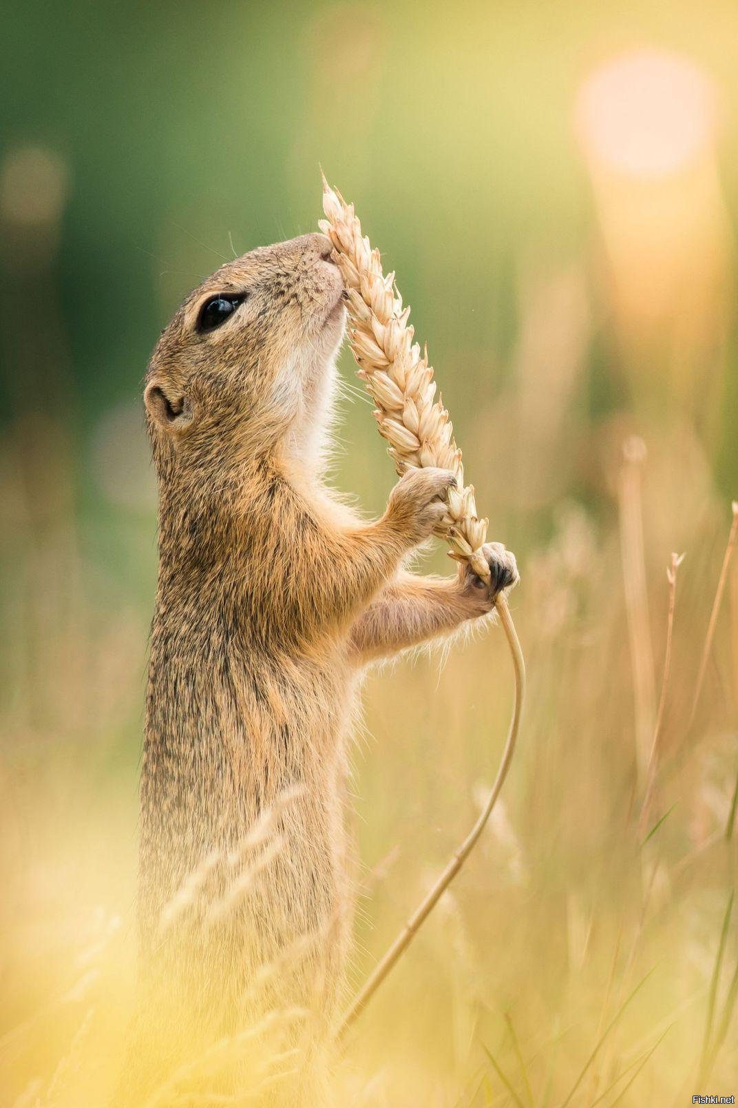 Орущий суслик