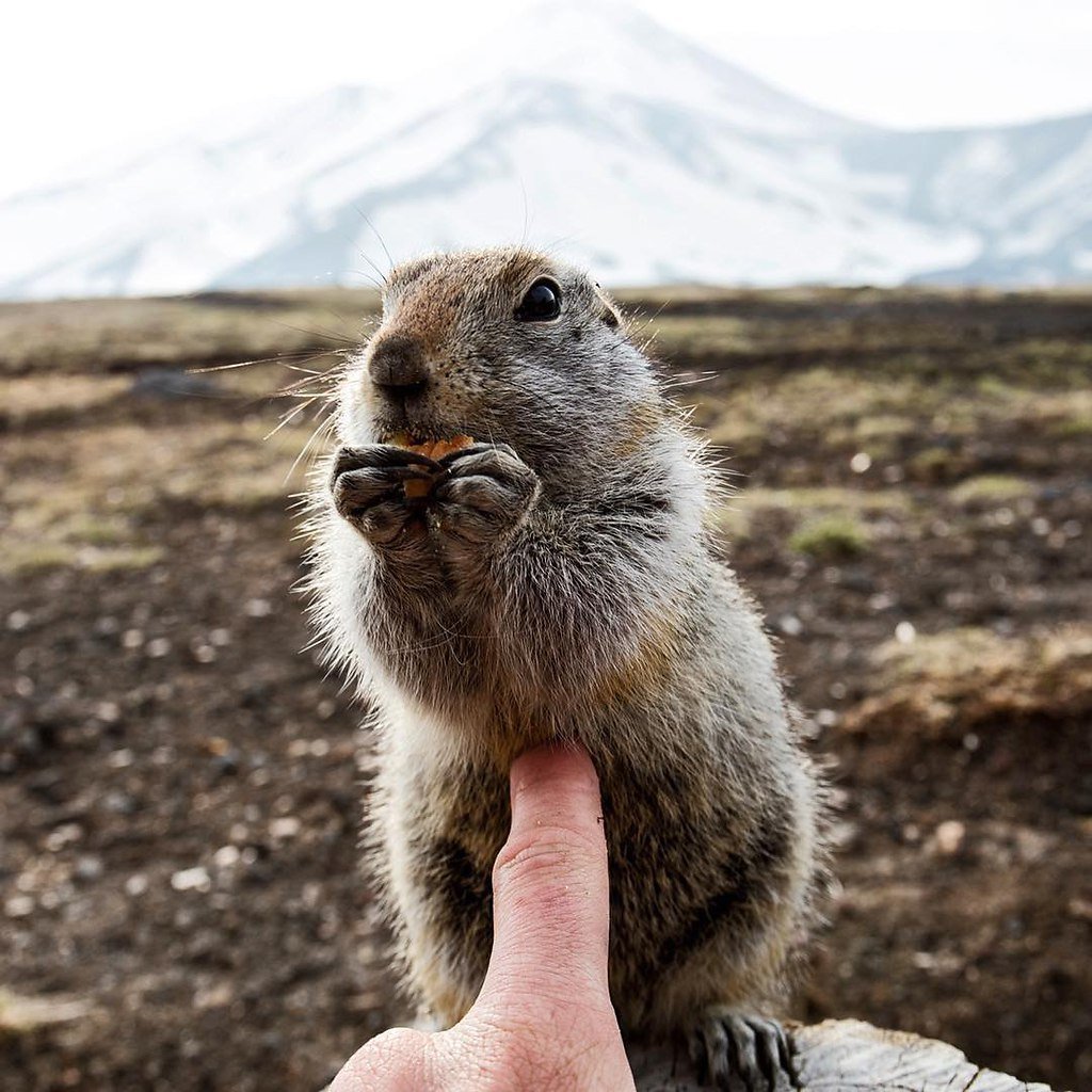 Смешные суслики с надписями