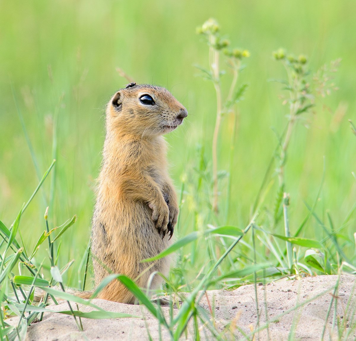 Суслики и пенёк