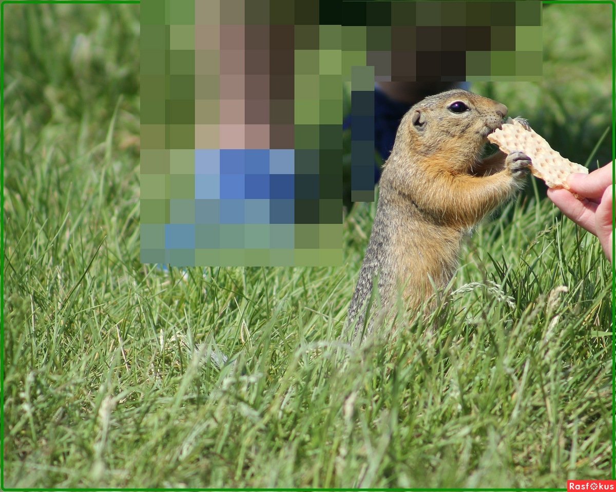 Дик Ван Дуйн суслик