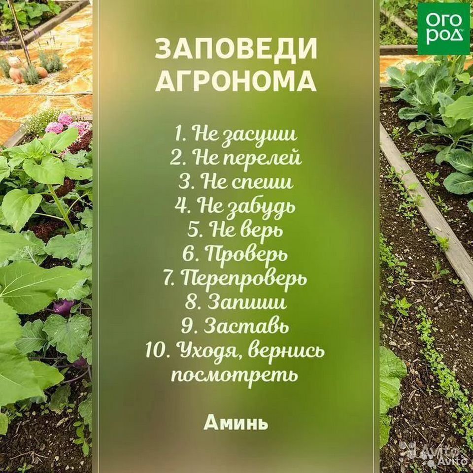 Суслики смешные