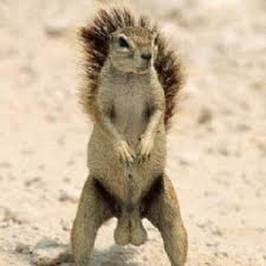 Суслик с цветком