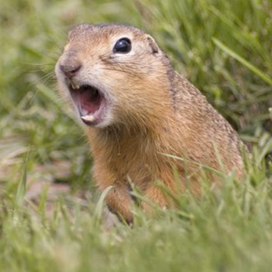 Даурского суслика (Spermophilus dauricus