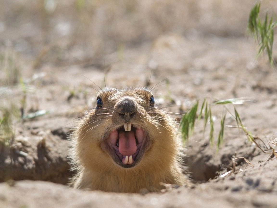 Чернохвостая Луговая собачка