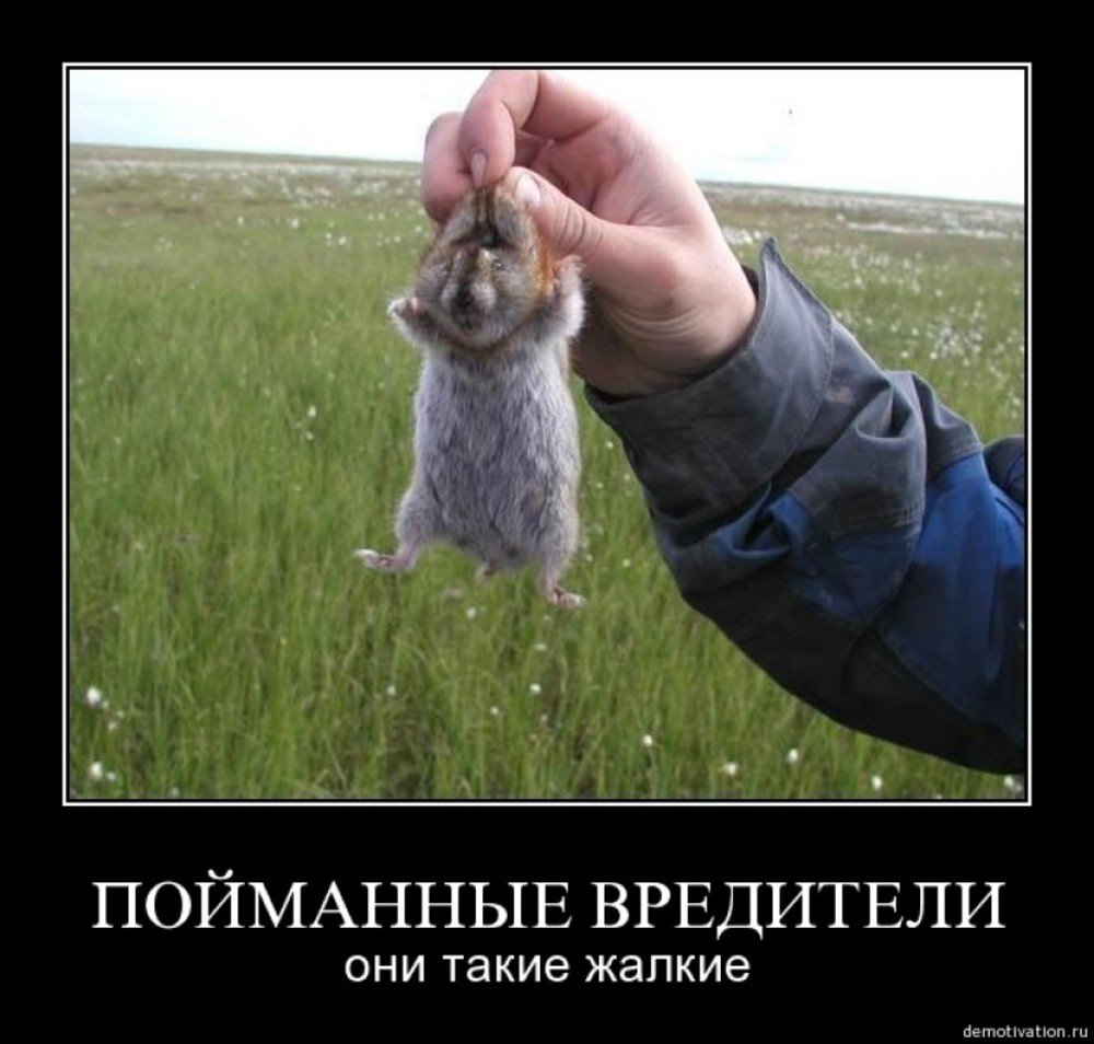 Суслик в очках