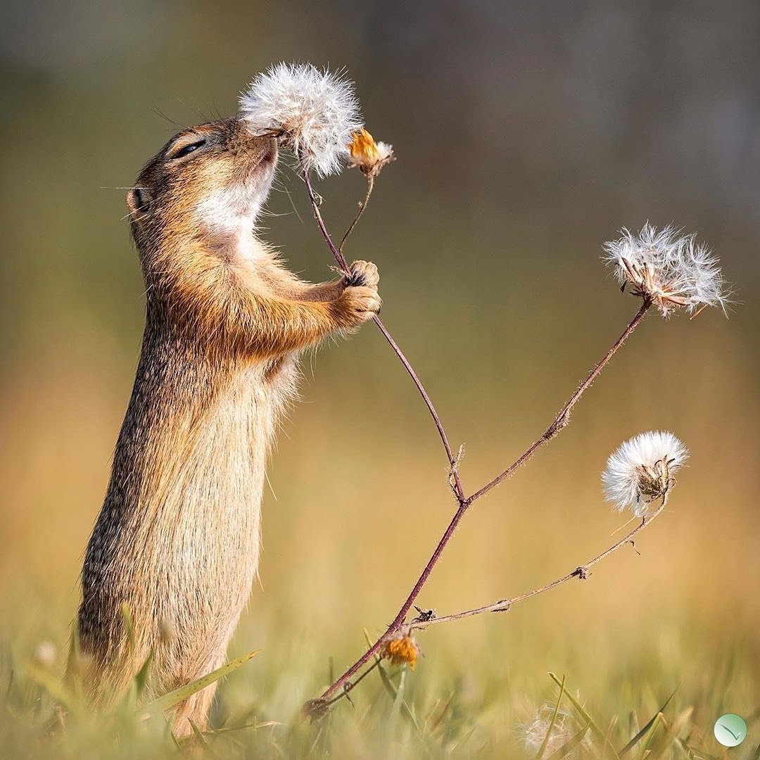 Монгольский суслик