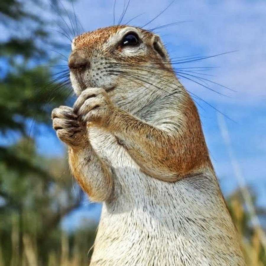 Высказывания про огород