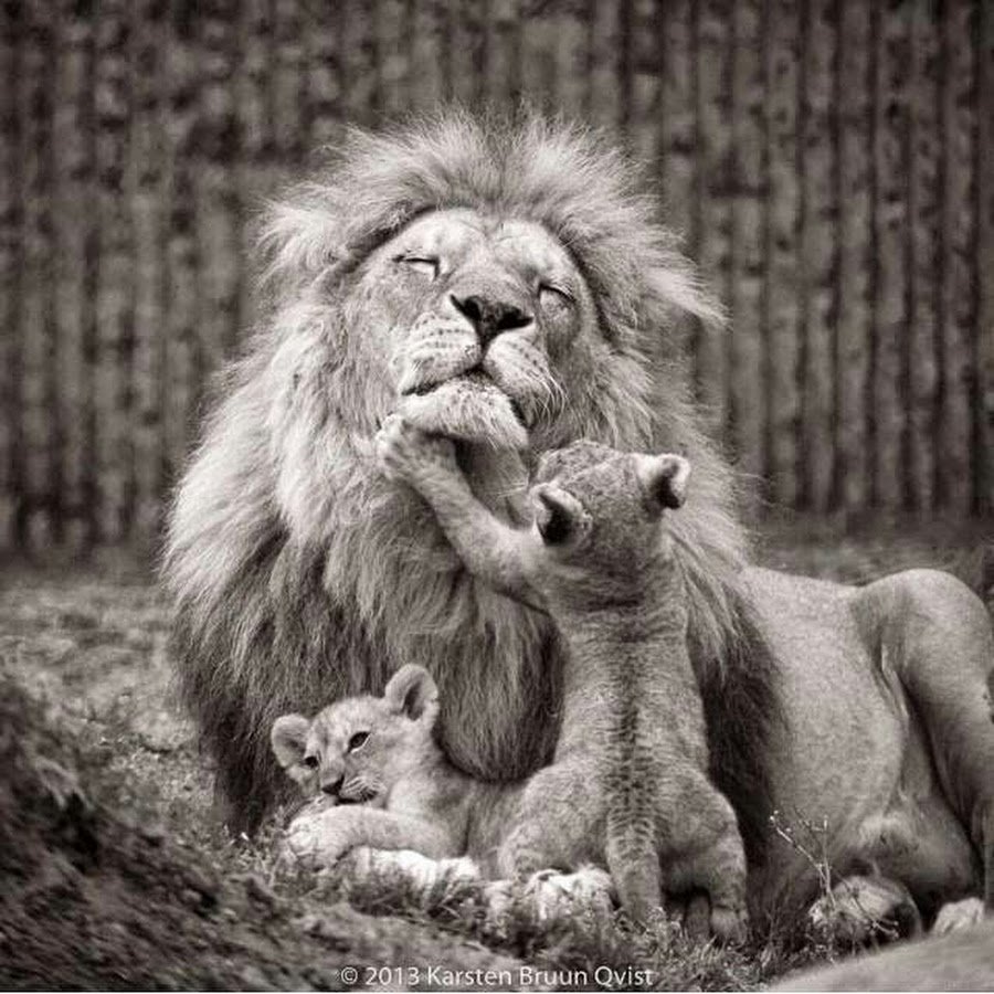 Семейный портрет с дикими животными Лев