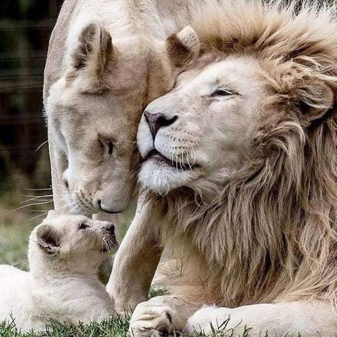 Прайд Львов семья