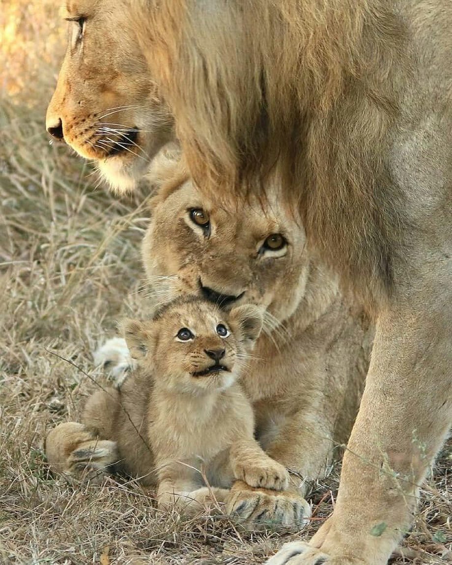 Лев львица и Львенок