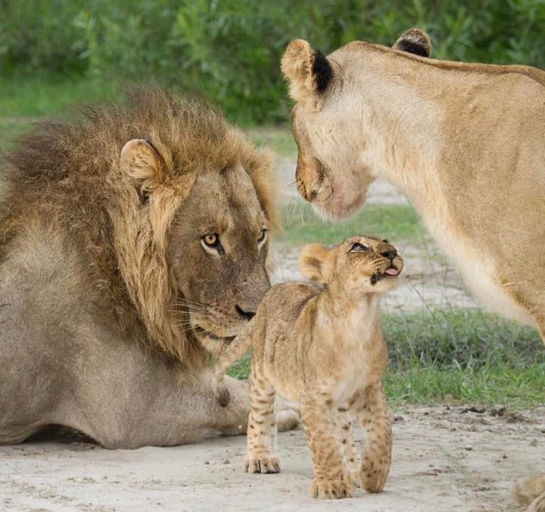 Дружная семья Львов фото