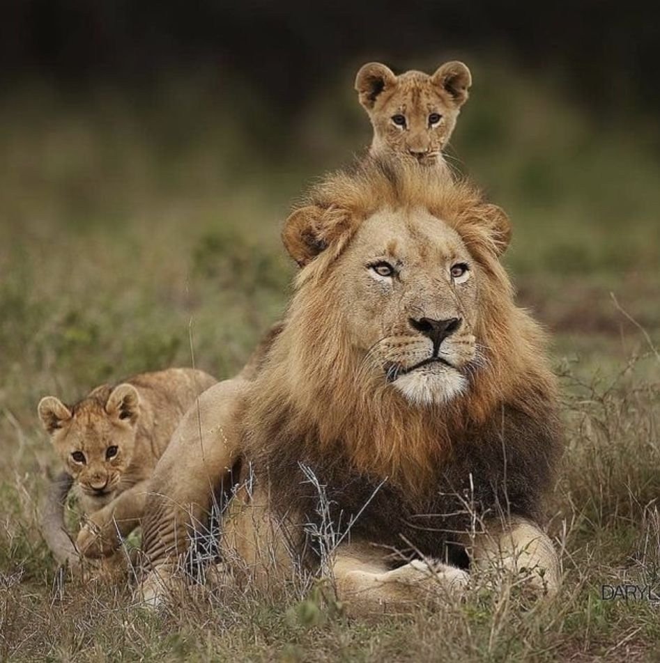 Лев львица и Львенок