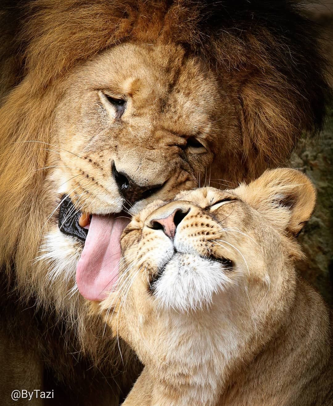 Лев и львица дерутся