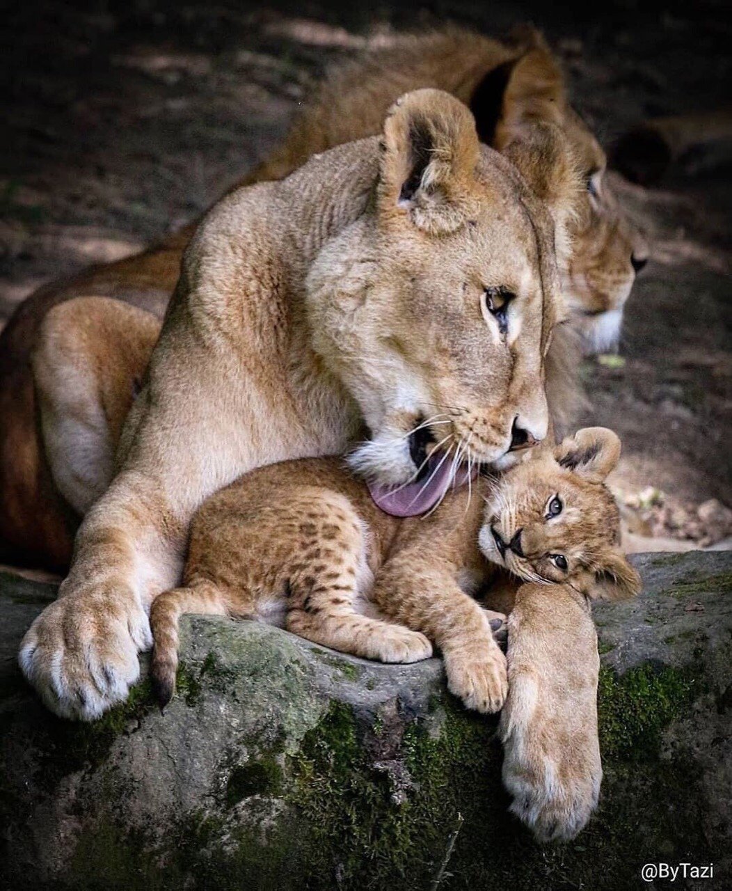 Семья животных