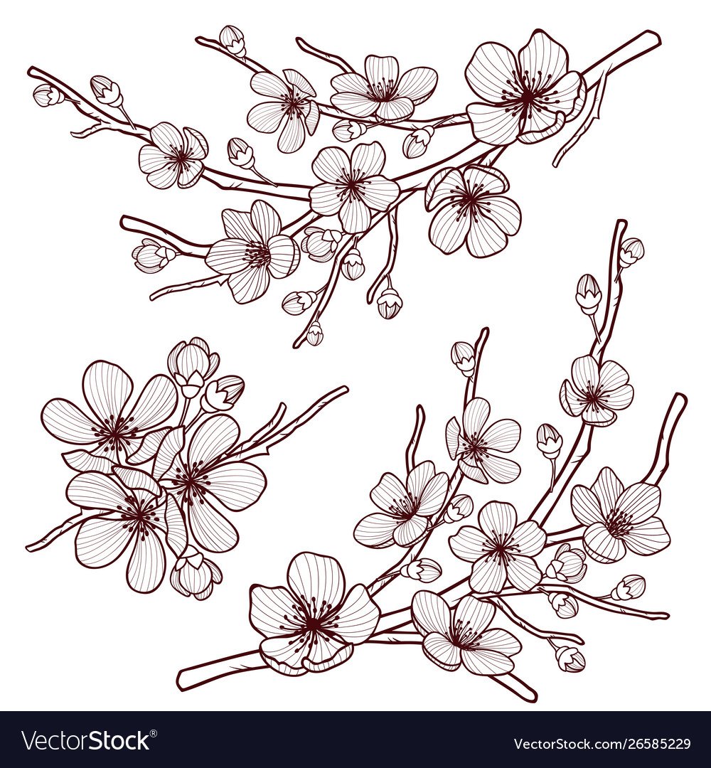 Цветы вишни вектор