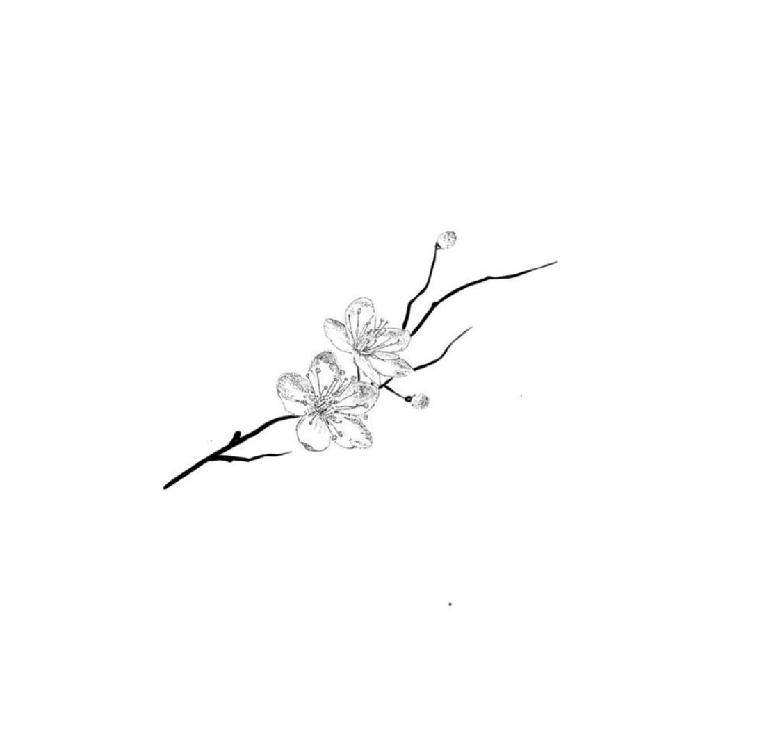 Сакура силуэт