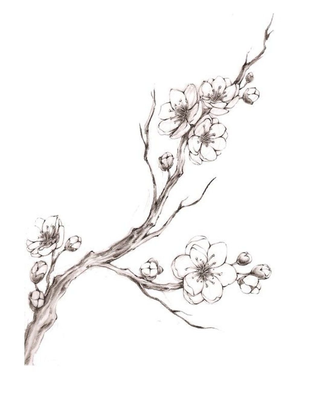 Ветка эскиз