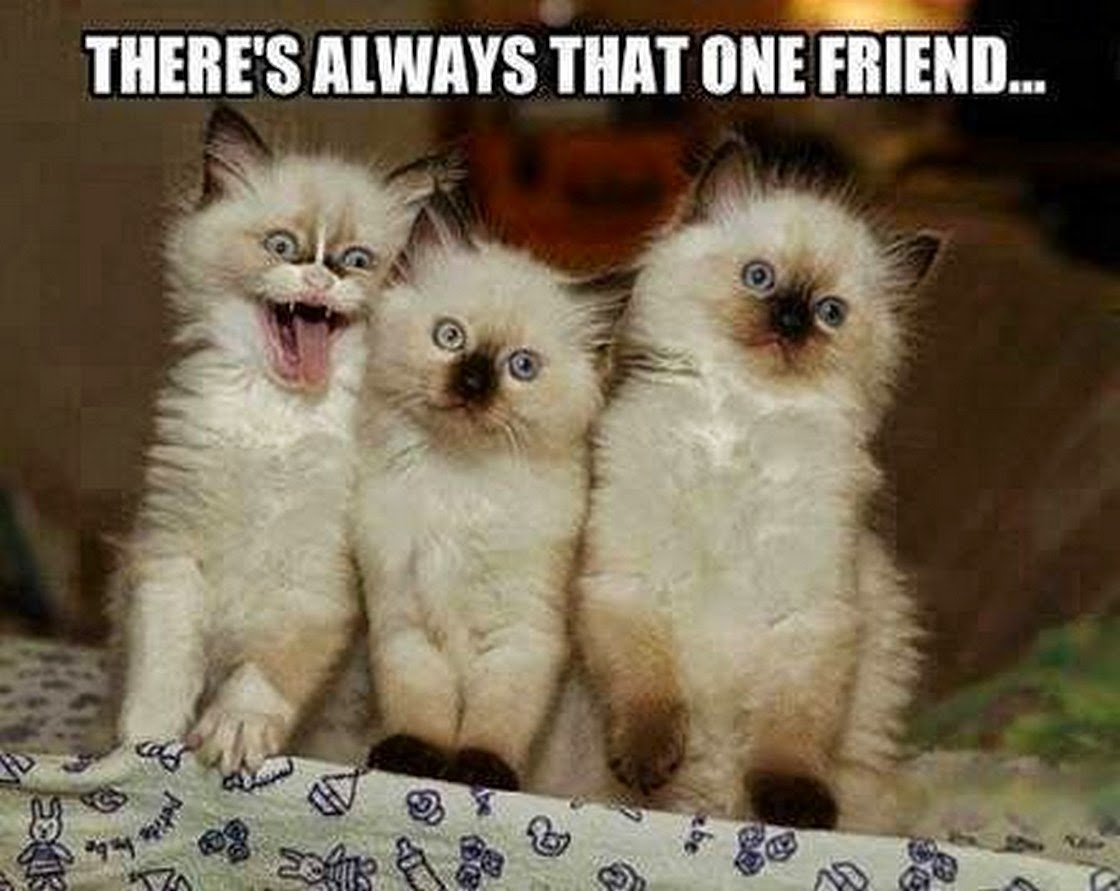 Милые котики для поднятия настроения