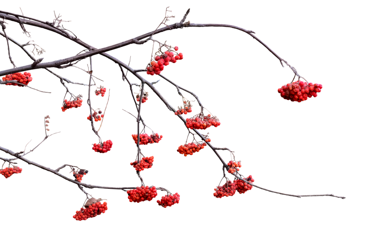 Зимняя рябина