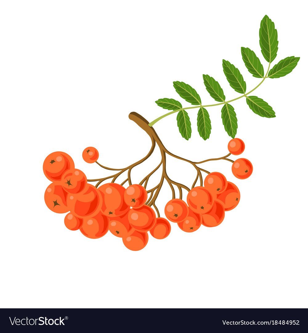 Ветка рябины без ягод и листьев