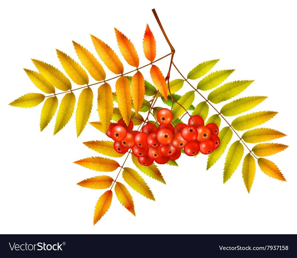 Детям о рябине в детском саду