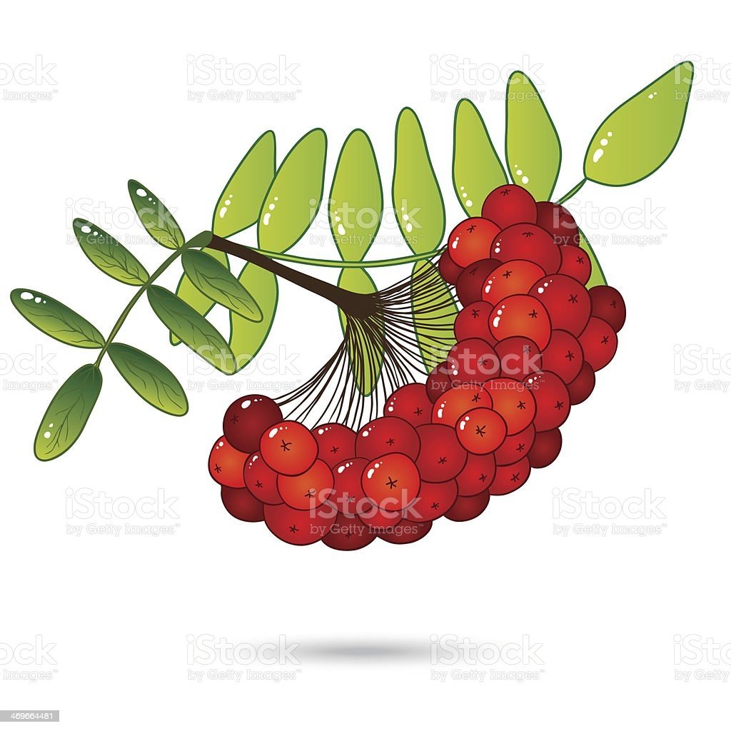 Рябина Векторная Графика