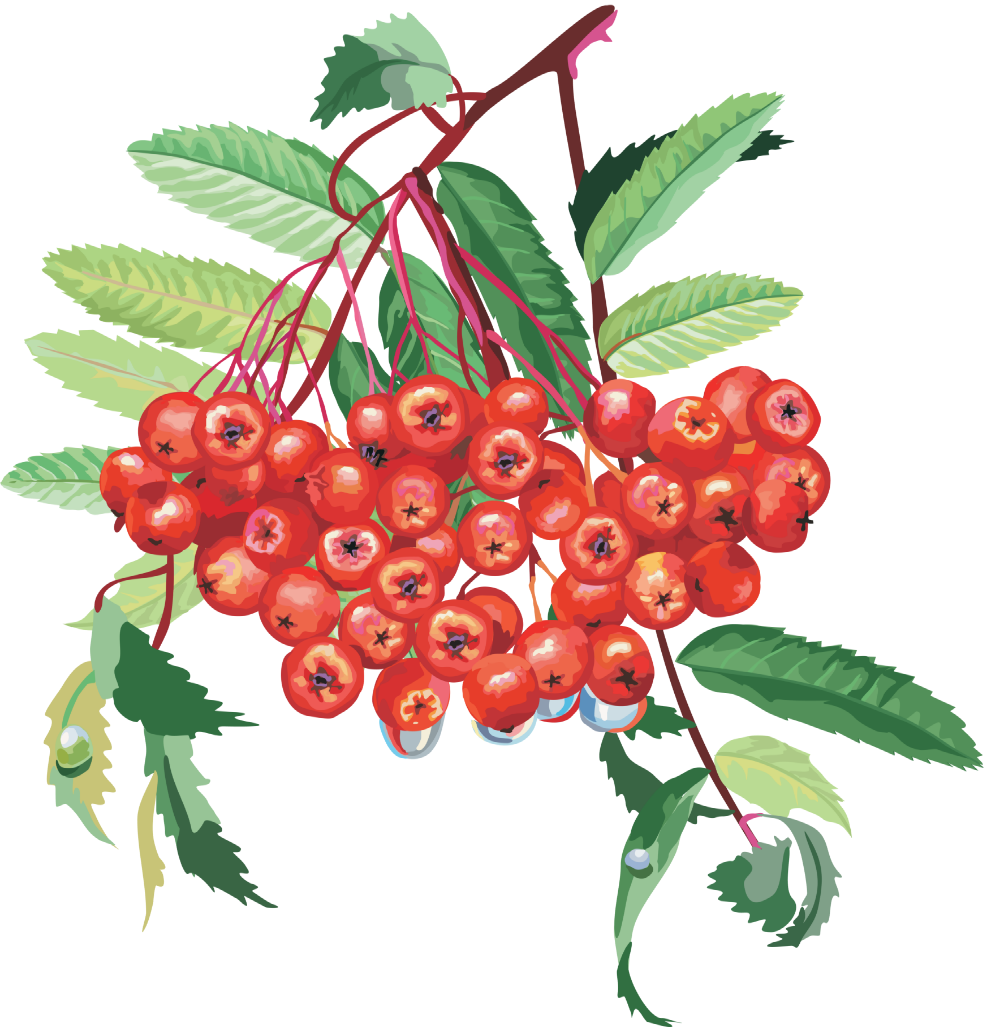 Ветка рябины